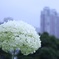 東京と紫陽花。