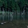 月夜の枯れ立木