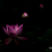 栄華盛衰