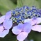 紫陽花
