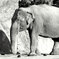 天王寺動物園・ぞう