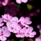 ROYCE' GARDENにて