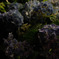 夜の紫陽花