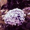 紫陽花