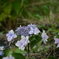 紫陽花