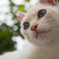 猫島の野良猫