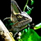 Strange Chameleon