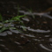 隕雨