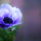 BlueBlue