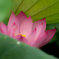 DSCF7446