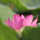 出水芙蓉