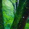 長谷寺　かたつむり
