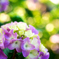 北国の紫陽花 VI