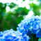 北国の紫陽花 VII