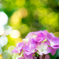 北国の紫陽花 IX