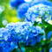 北国の紫陽花 X