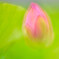 開花を待つ