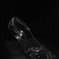 Dear  Cinderella