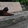 大垣公園のボス猫さん