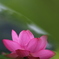 雨上がりの蓮
