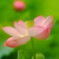 涼月の華（Ⅲ）