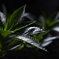 SDIM2954