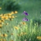 花　花　花