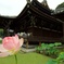 三室戸寺の蓮の花
