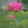 蓮