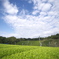 五月晴れは、茶摘み日和
