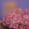 夕暮れ紫陽花