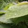 雨上がり