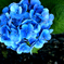 P7099868