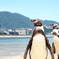 ペンギン