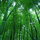 濡れる竹林