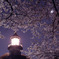 『大正桜』