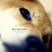 柴犬-3　じろっ！