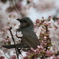 ヒヨドリと桜