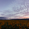Sunflower Sunset