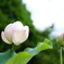 開花終了と準備中