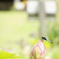 花も蜻蛉も休憩中