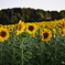 Sonnenblumen 3