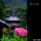 蓮の山寺