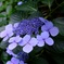 紫陽花＊2015＊