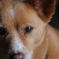 犬の十戒