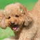極楽寺ドッグランにて　愛犬翔くん