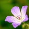 山の花