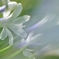 agape anthos