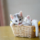 子猫の仕草3