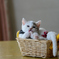 子猫の仕草4